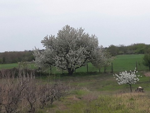 шпалери plant, blossom
