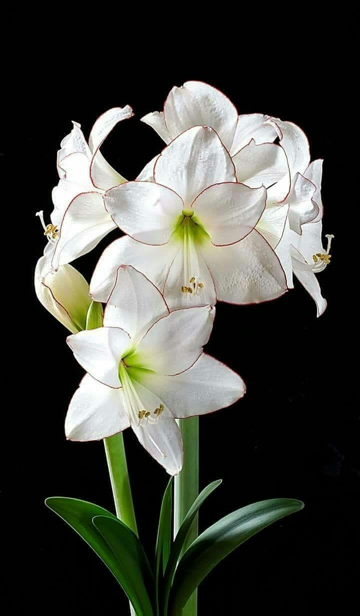 Good