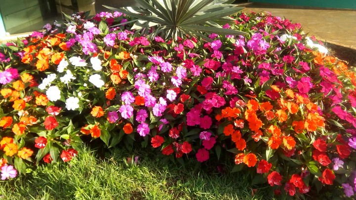 um jardim por ai