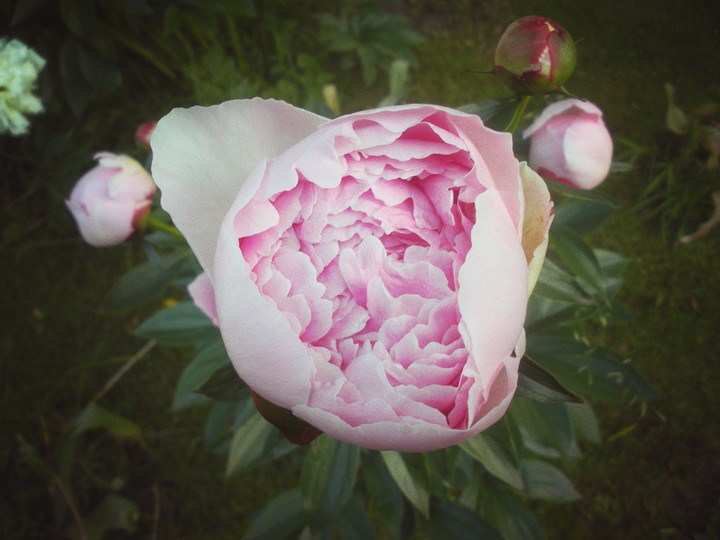 Sweet peony