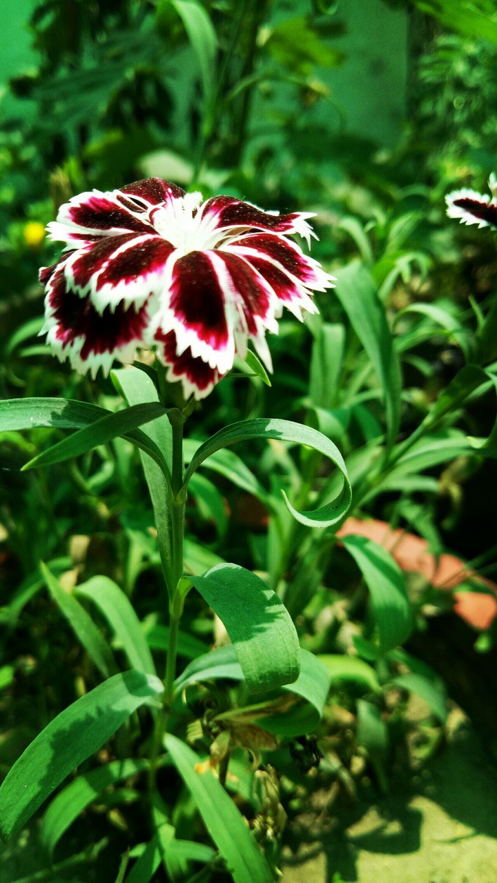 new bloom