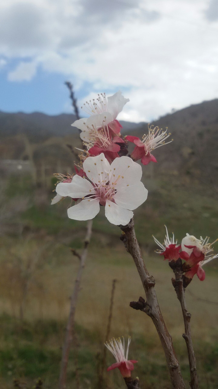 spring