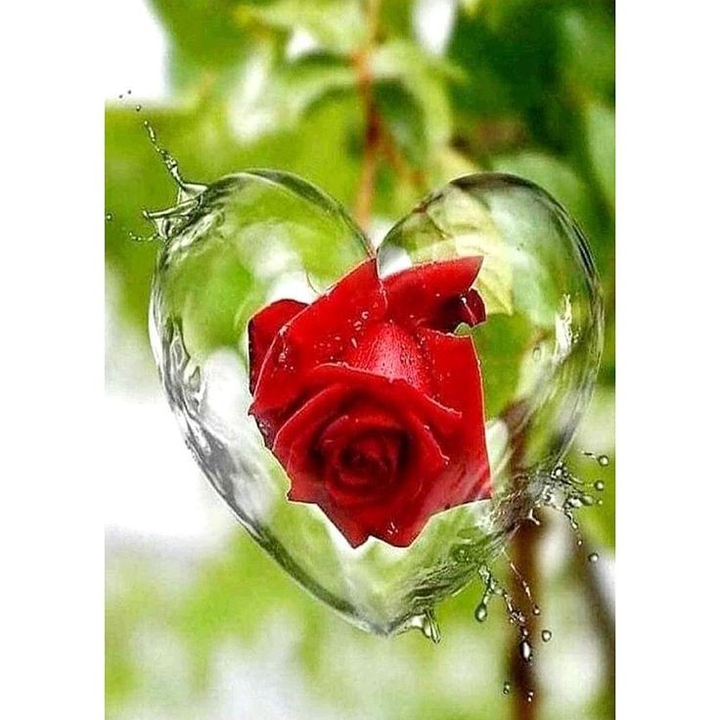 Y❤️     December roses