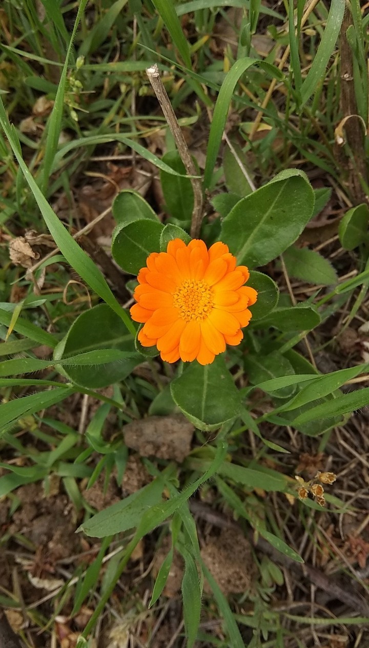 flower