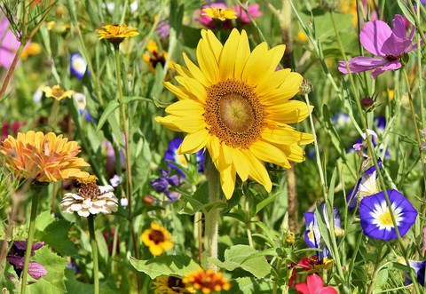 fondos de pantalla wildflower, flower
