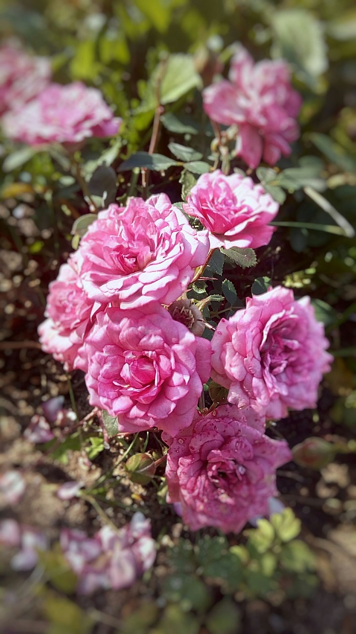 rose