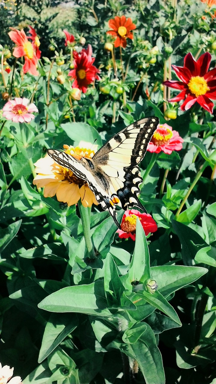 Butterfly