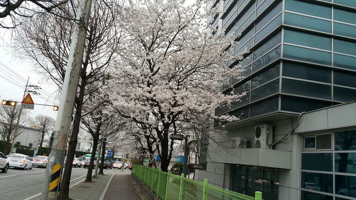 trees flower 