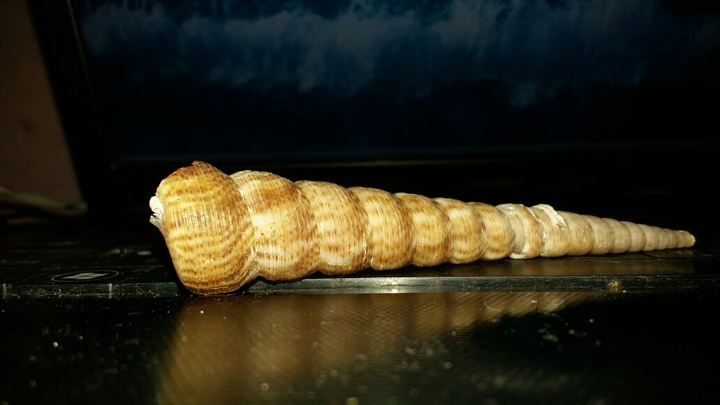 seashell
