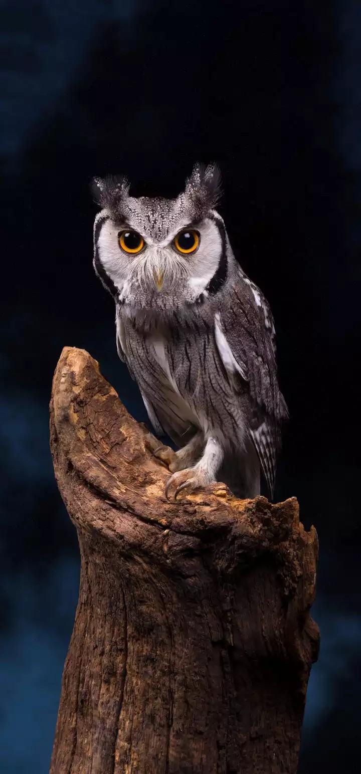 owl