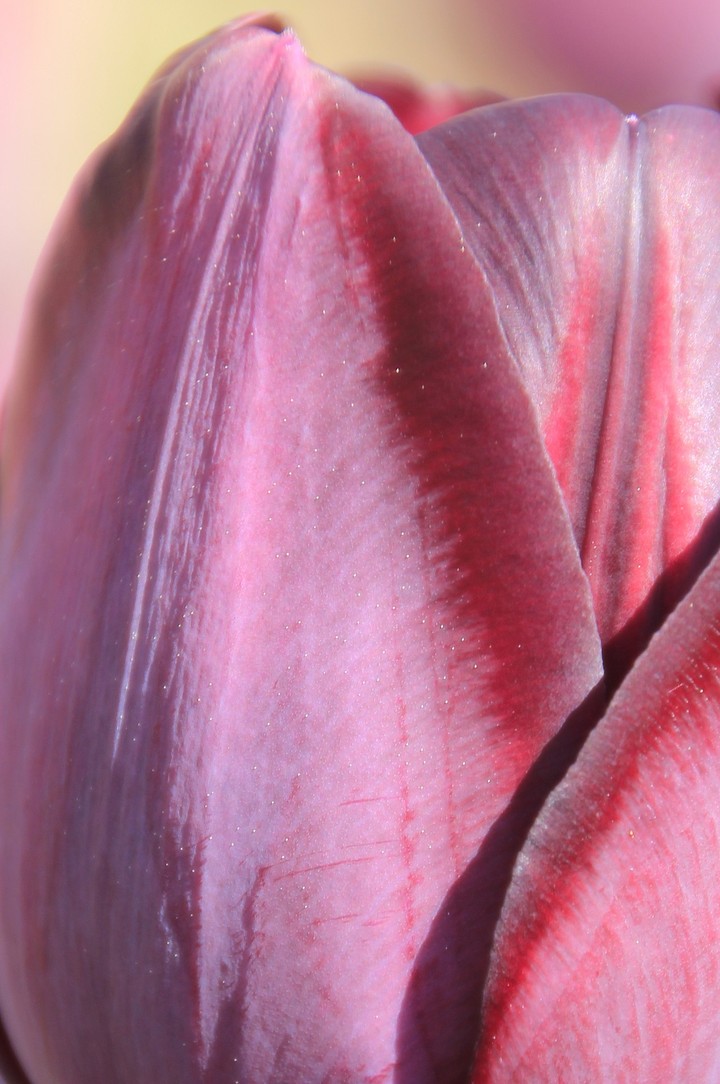 pink tulip
