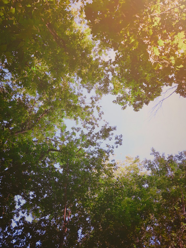 tree