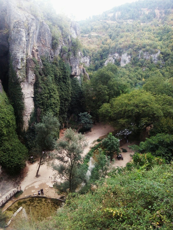 forest