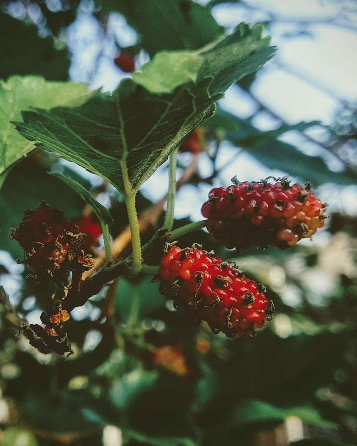 Blackberry .