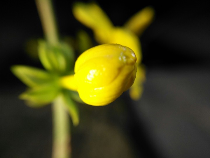 Flower Bud