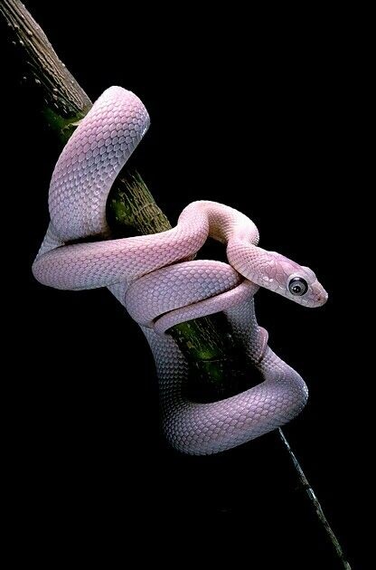 sfondi hand, python