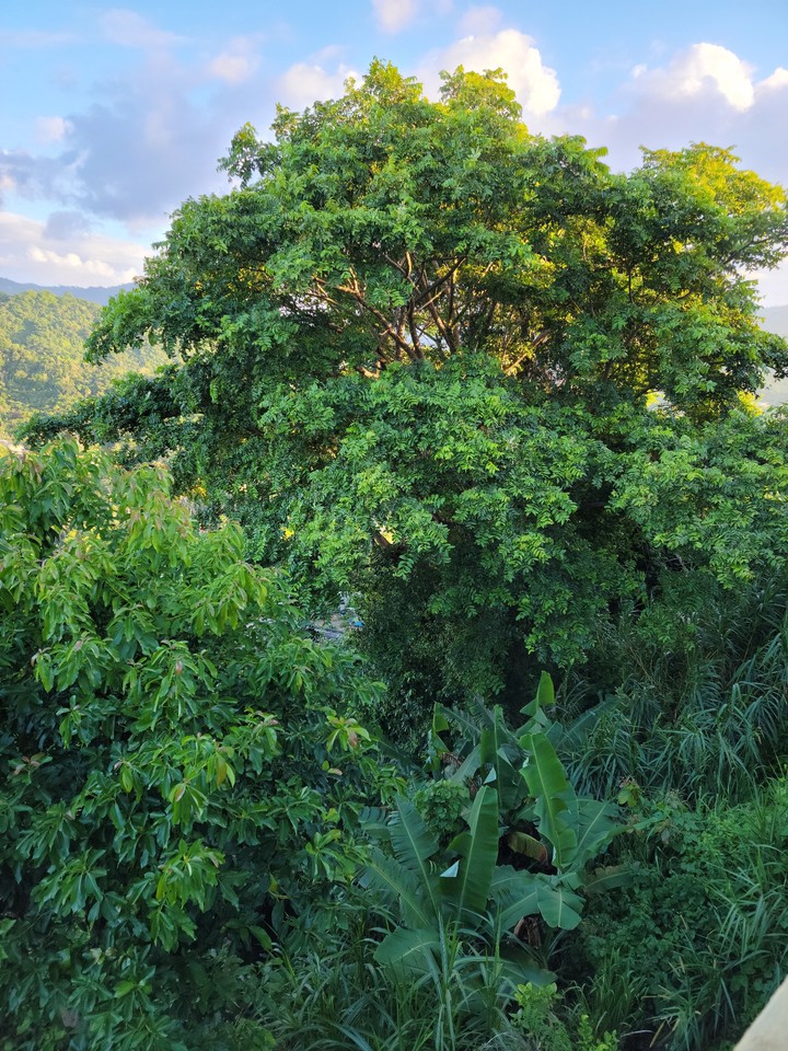verde verde