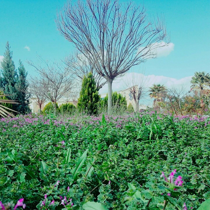 Osmanbey' de bahar