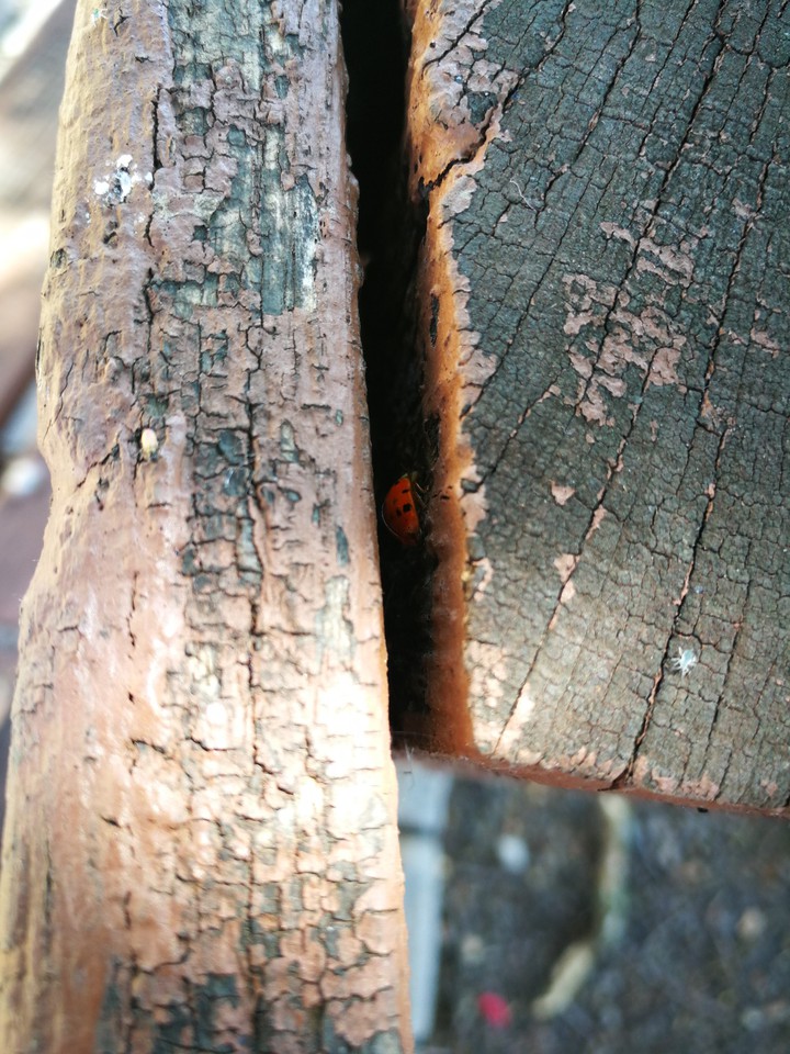 ladybug