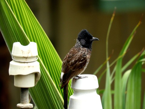 Bulbul Bird