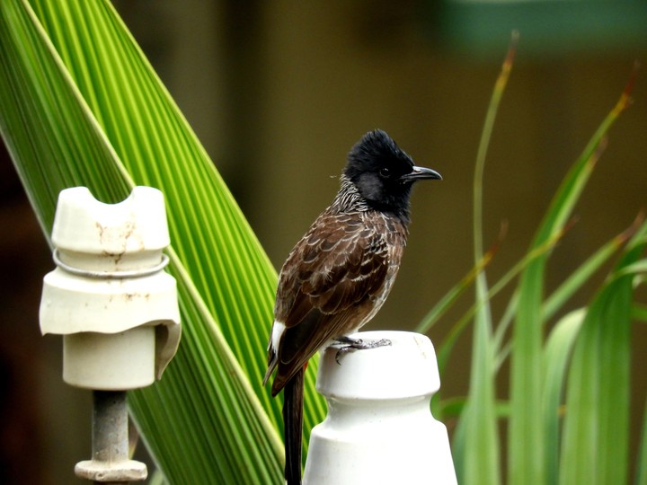 Bulbul Bird