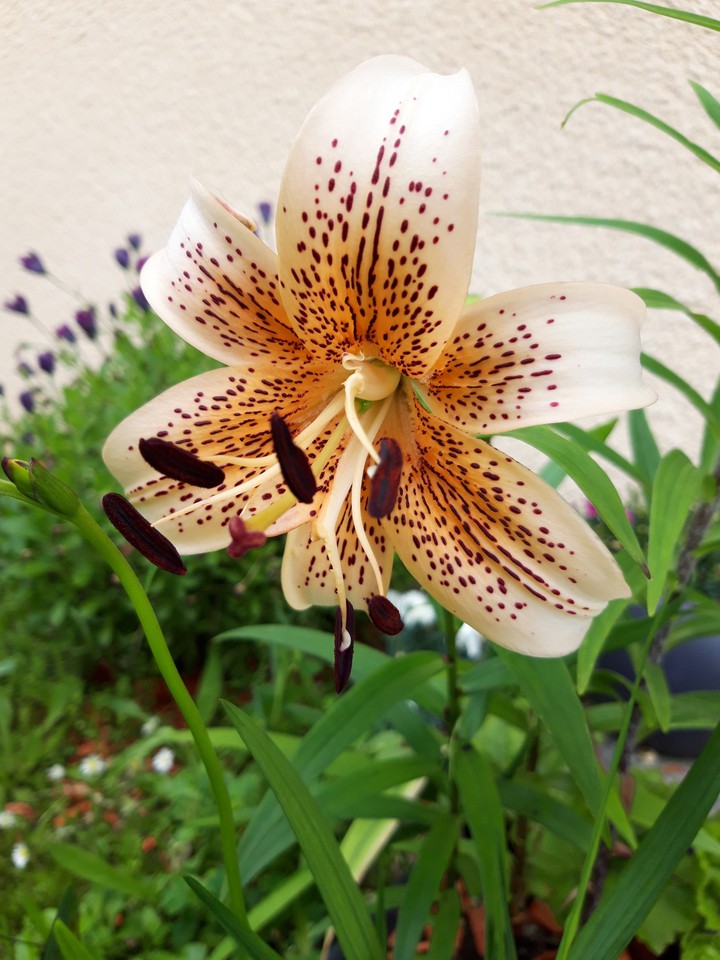 Lys