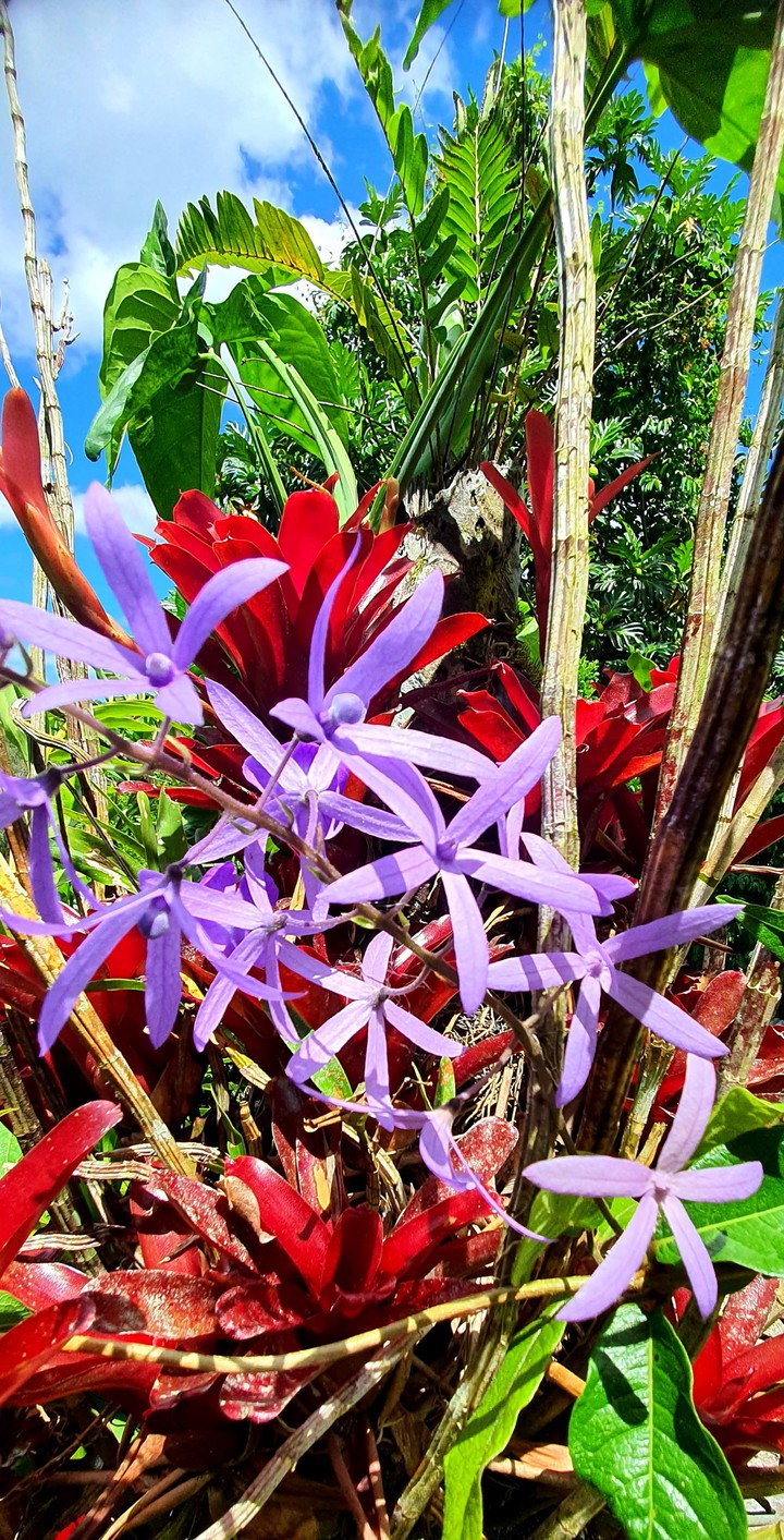 Colores