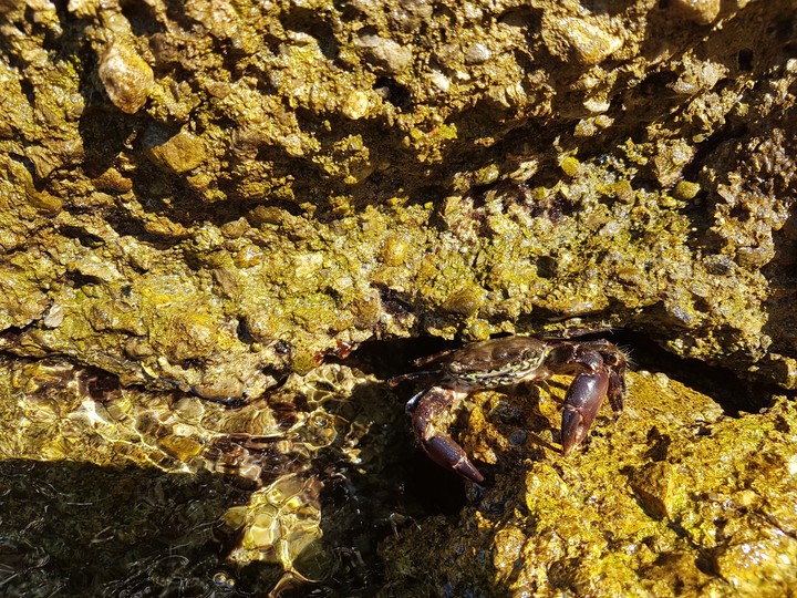 crab.. 