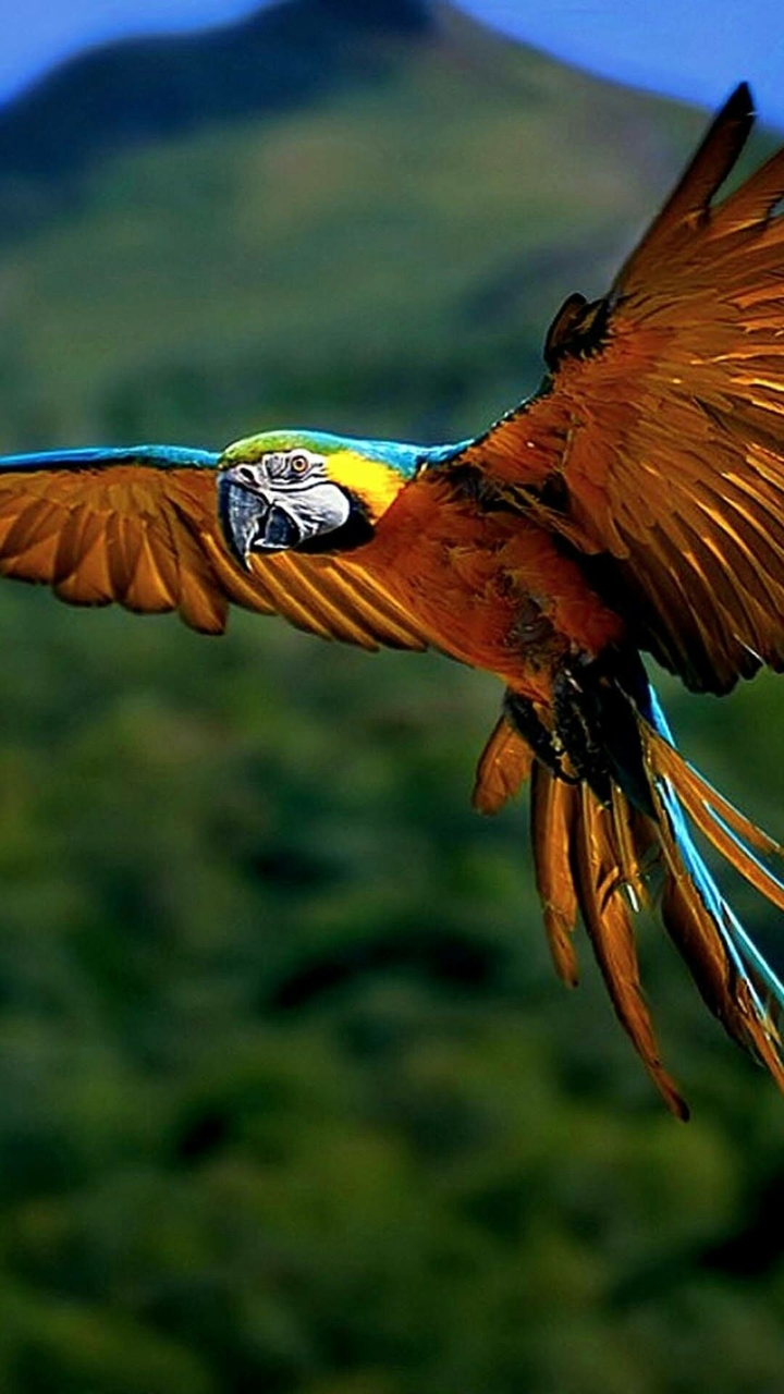 Parrot
