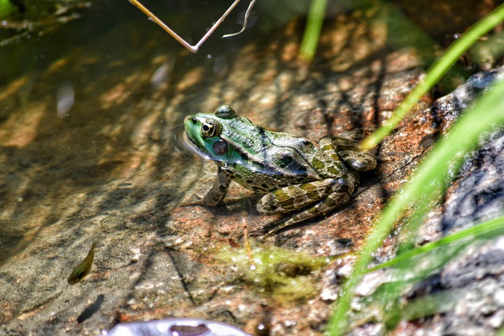 frog