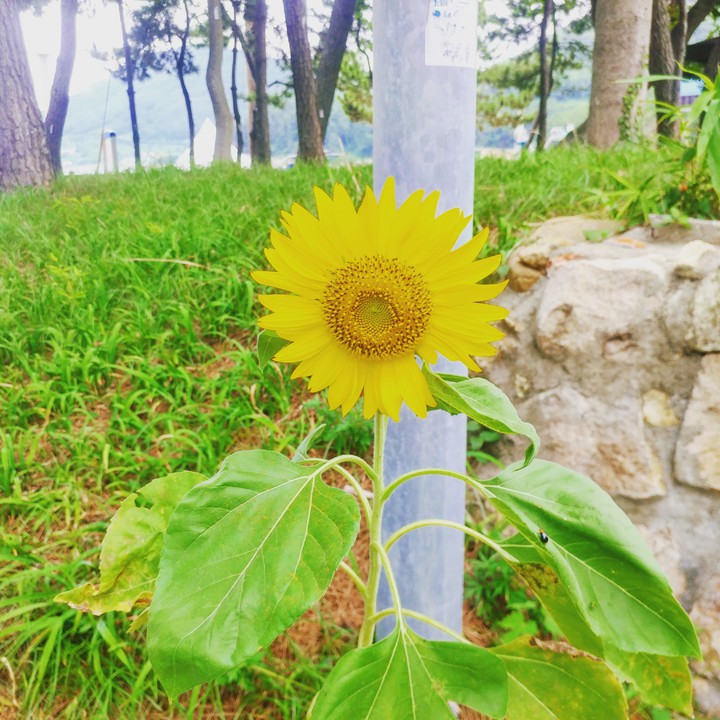 해바라기