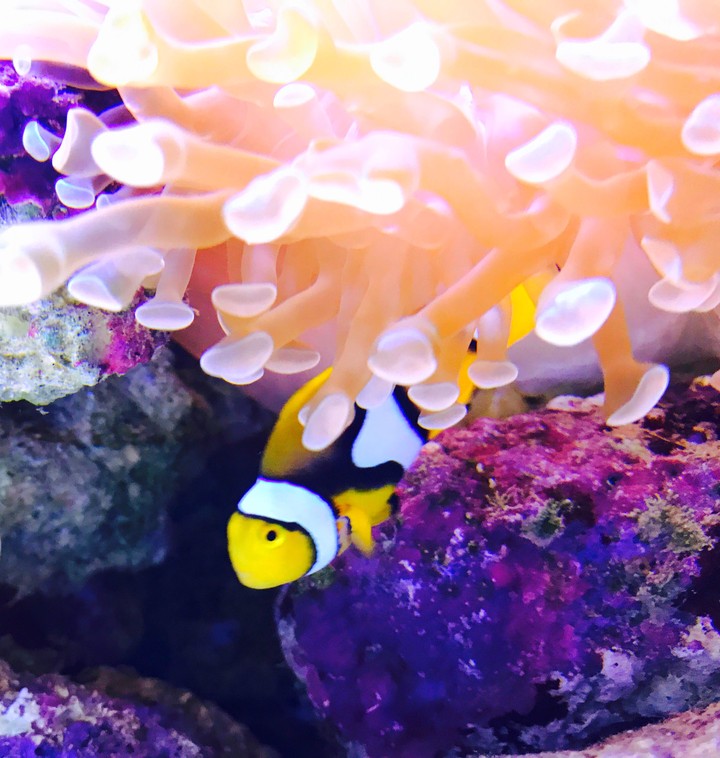 Clown Fish