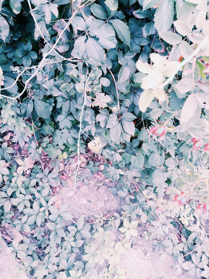 Leaves of Wild Rose