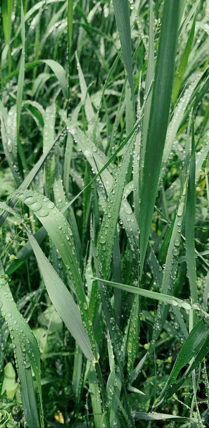 rain