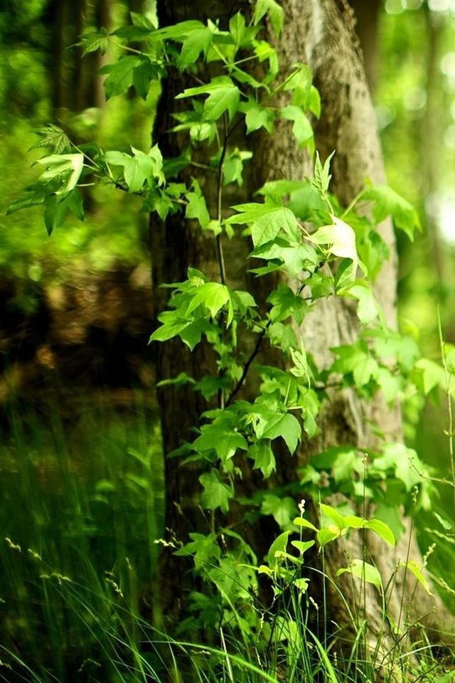 Forest