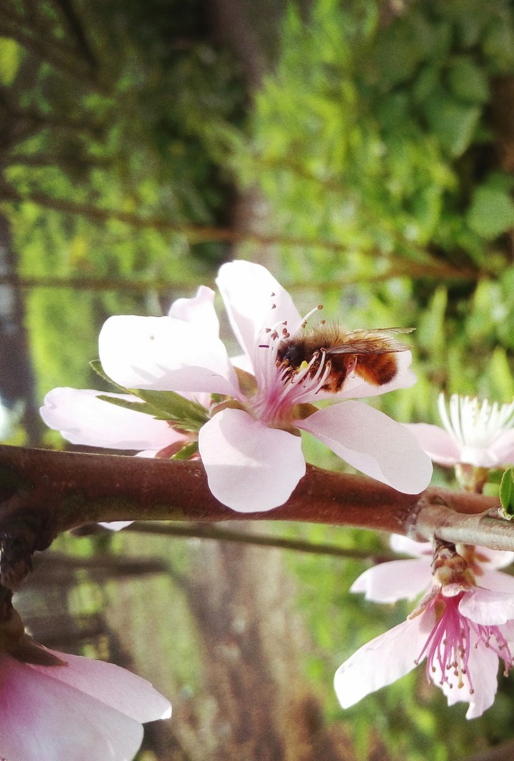 Honey Bee