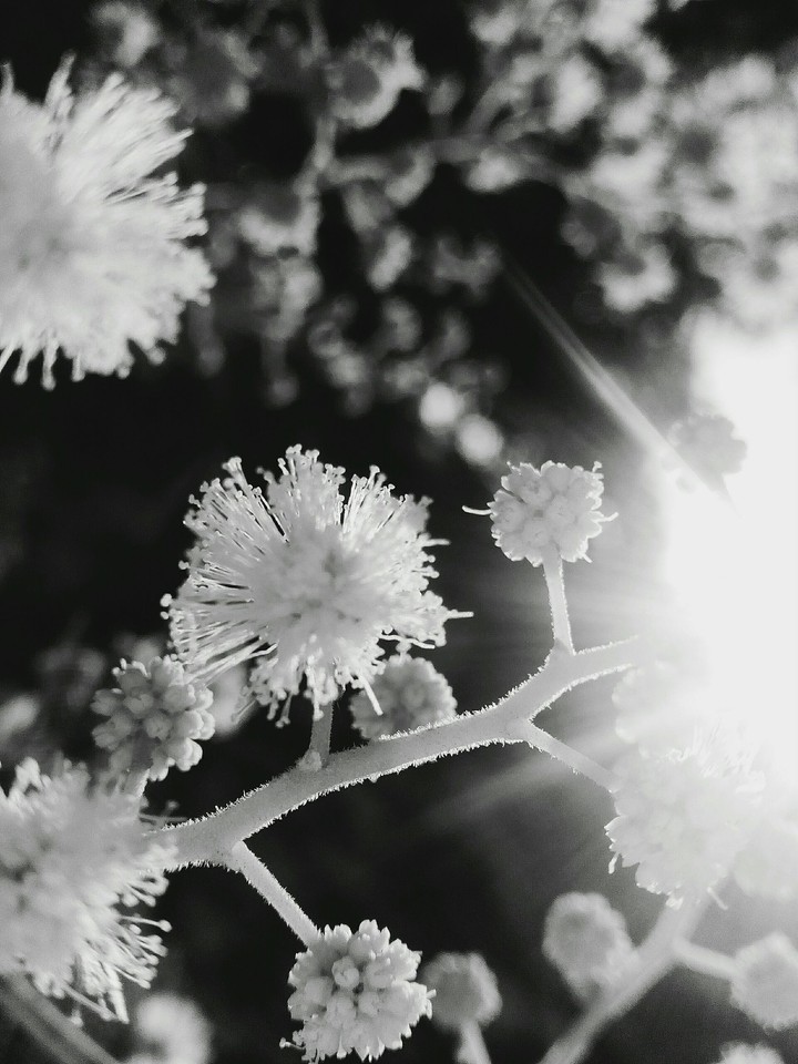 Branch of a Tree.