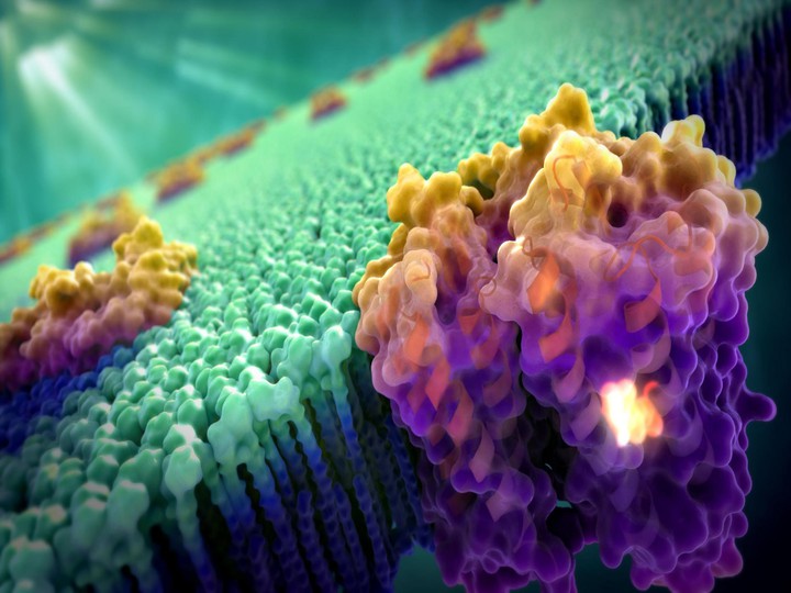 cell membrane