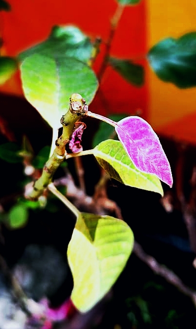 leaf