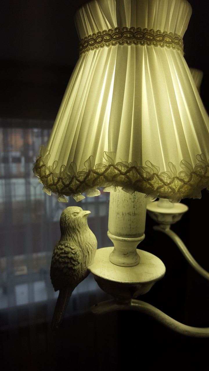 The bird