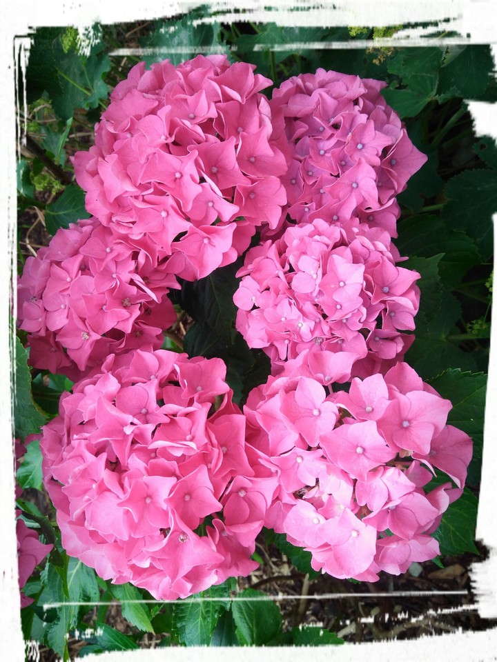rosa, Herz, Freude