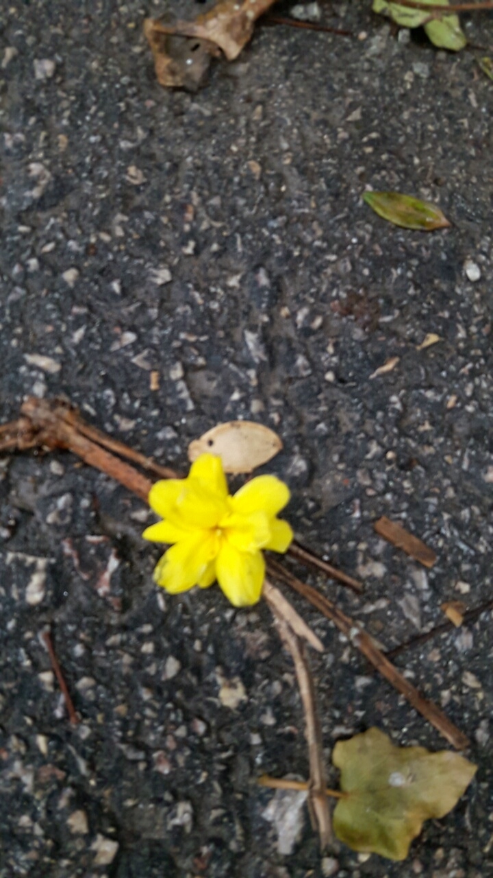 flower