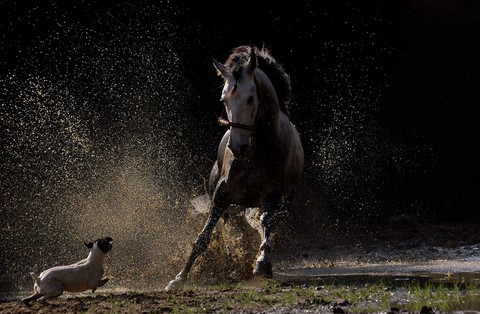canidae, stallion wallpapers