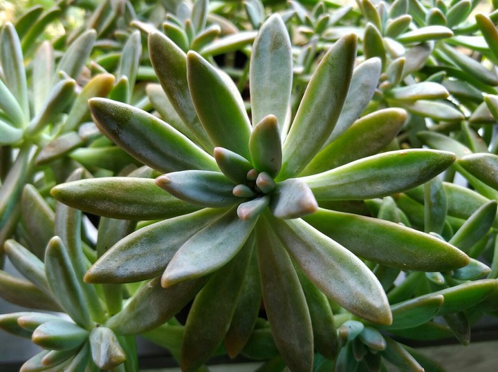 suculentas
