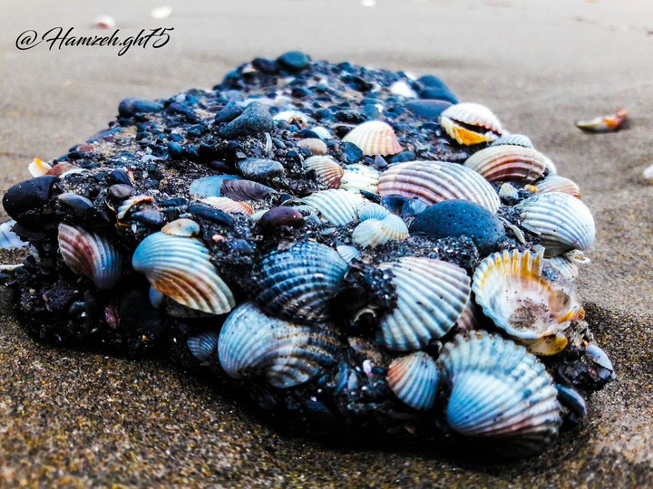 shells