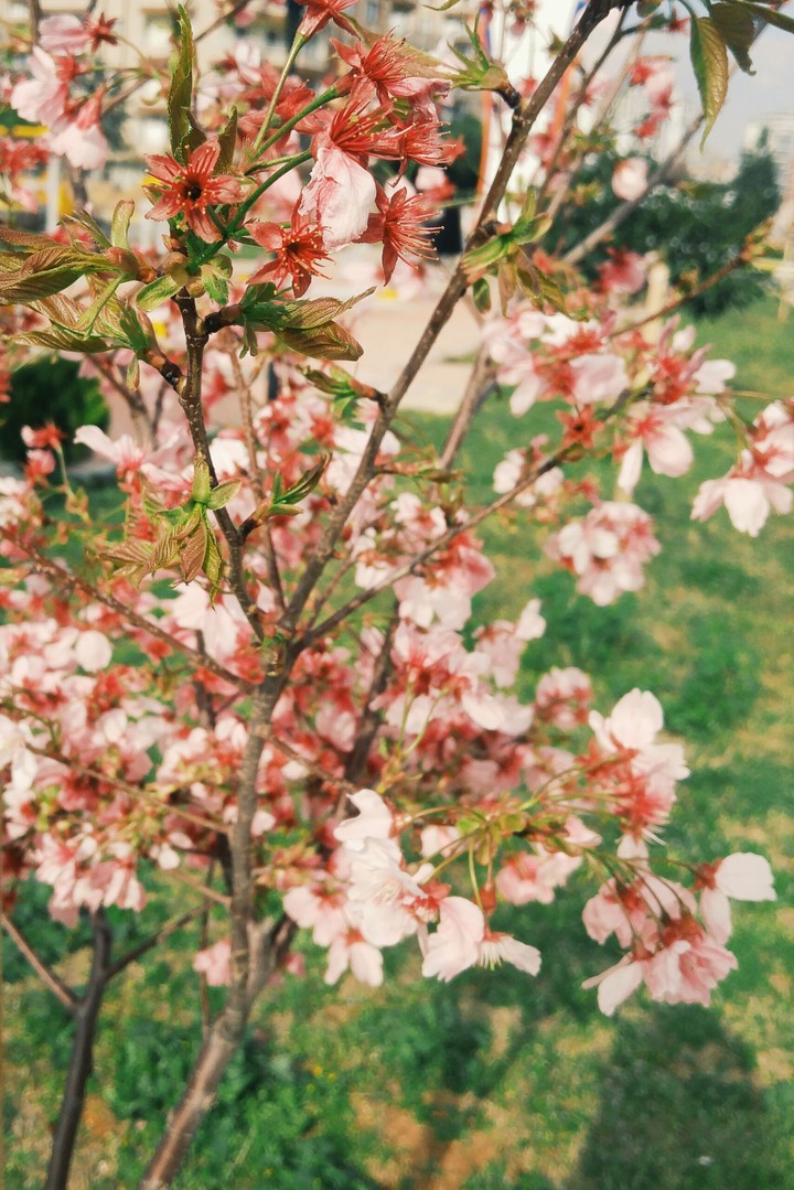 flowers