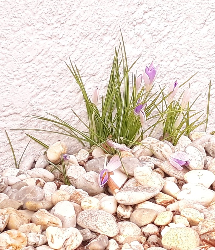 the awakening of spring