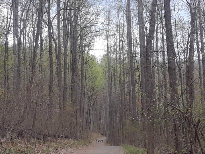 bare naked trees