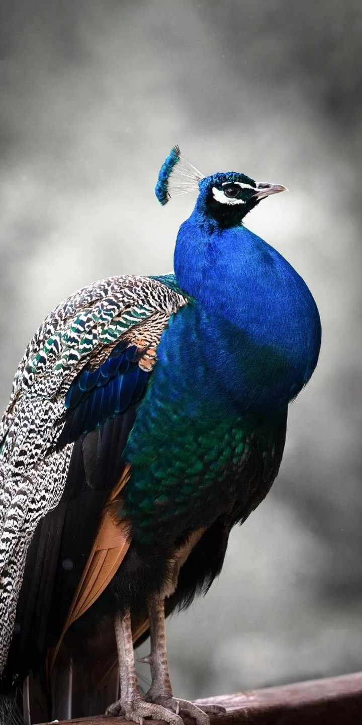 peacock