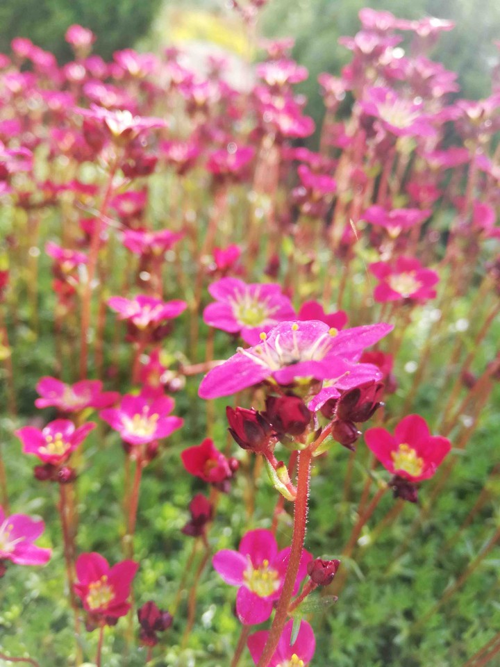 Spring Flores